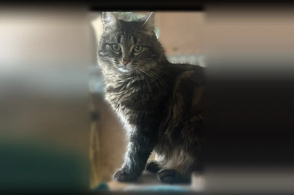 Perdu chat femelle, Boulevard de Metz, 130, Roubaix - poils longs, yeux verts - photo