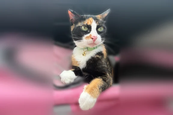 Missing cat Bradenton, photo: Lost cat, 62nd Street Court West, 904, Bradenton - female, calico, green eyes