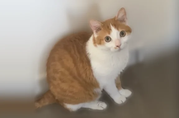 Chat perdu mâle, Rue Joannes Beaulieu, 46, Saint-Just-Saint-Rambert, Saint-Étienne - photo