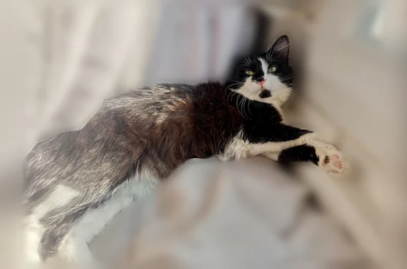 Chat perdu mâle, Avenue Michel Crépeau, 5, Douai - timide et craintif - photo