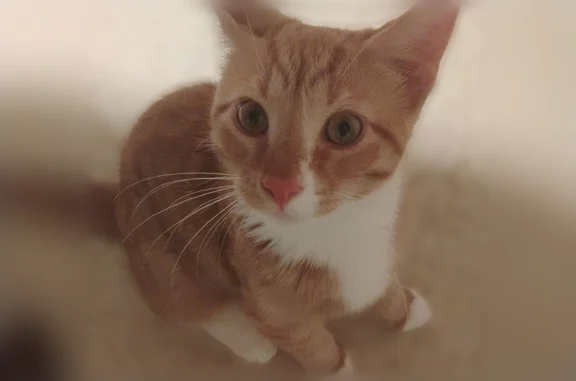 Lost cat, Haskell Avenue, Rockford, Chicago - male, orange with white paws - photo