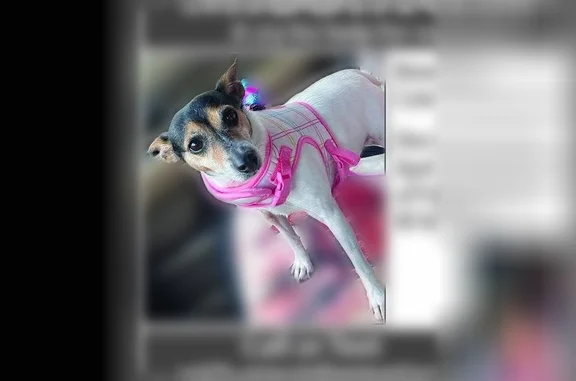 Lost dog, West 160th Street, 32786, Lawson, Arlington - female, full white body, docked tail - photo