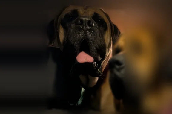 Found dog Newport, photo: Found dog, East Blanchard Road, 24001, Newport — male, two tan Mastiffs