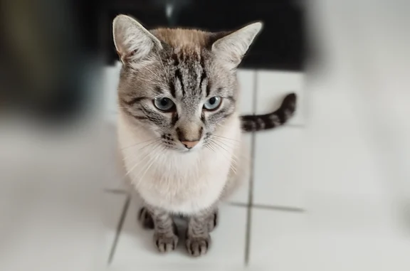Chat perdu mâle, Rue du Docteur Jean Lebrun, 40, Sèvremoine, Saint-Macaire-en-Mauges - tigré beige, poil court - photo