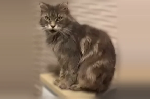 Perdu chat femelle, Valenciennes — à poils longs gris, yeux jaunes - photo