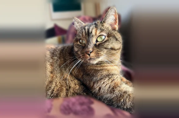 Chat perdu, Paris, photo: Perdu chat femelle, Rue André Clément, 11, Nantes - tabby point, yeux jaunes
