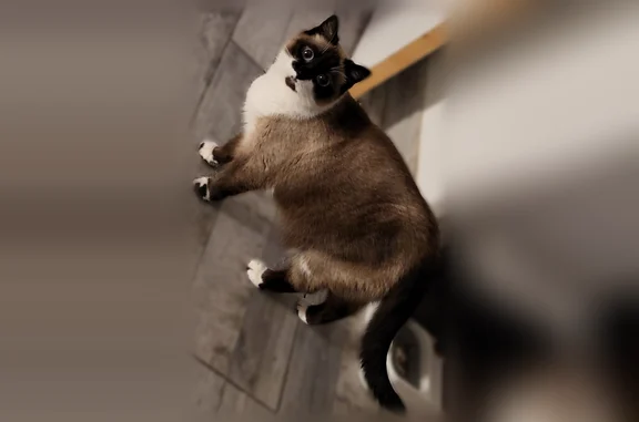 Chat perdu femelle, Rue des Nos, Danjoutin, Paris — très craintive - photo