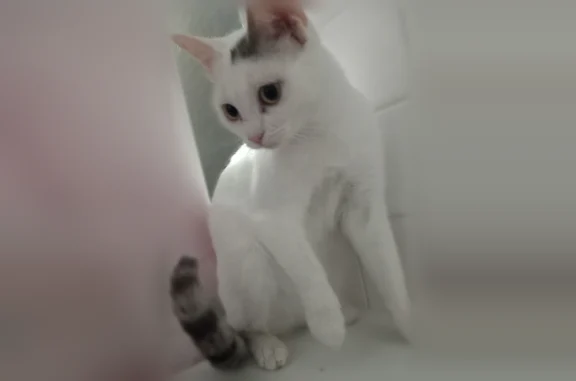 Chat perdu, femelle, Avenue Maréchal Leclerc, 17, Givors - blanche, queue rayée grise - photo