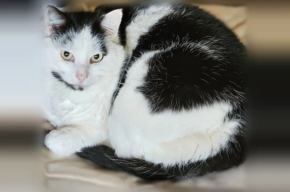 Perdu chat mâle, Chemin des Sellieres, 290, Simandre-sur-Suran, Lyon - blanc et noir, pucé, castré - photo
