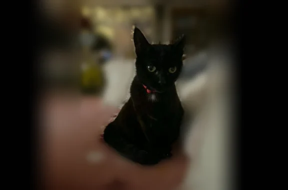 Chat perdu, Avenue de Parentis, Sanguinet, Paris — femelle - photo