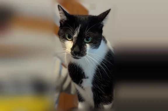 Chat perdu, Allée des Charmes, 4, Landevieille, Bretignolles-sur-Mer - peureux avec les inconnus - photo