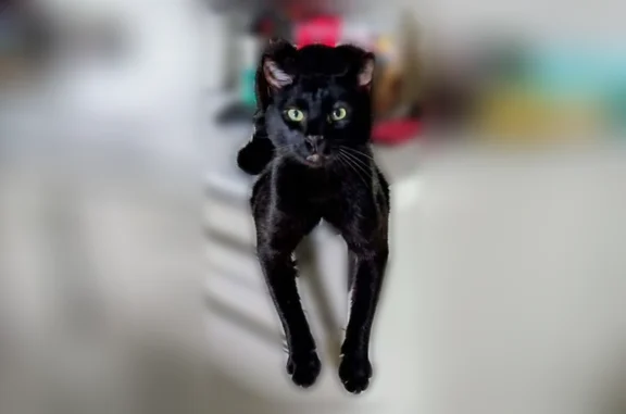 Chat perdu, Grande Rue, 54, Hériménil, Lunéville - mâle tout noir, castré - photo