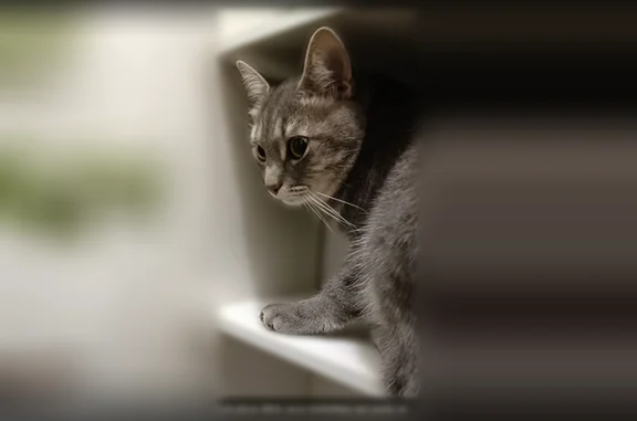 Chat perdu mâle, Rue de Normandie, 32, Clamart, Paris - gris et tigré gris et blanc - photo
