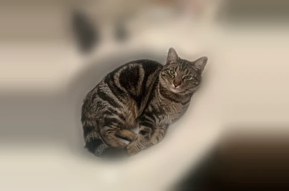 Lost cat, Dalton Street, Chino - male brown tabby with a black collar - photo