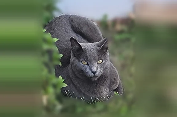 Missing cat Linden, photo: Lost cat, East 17th Street, 40, Linden — female, gray, spayed