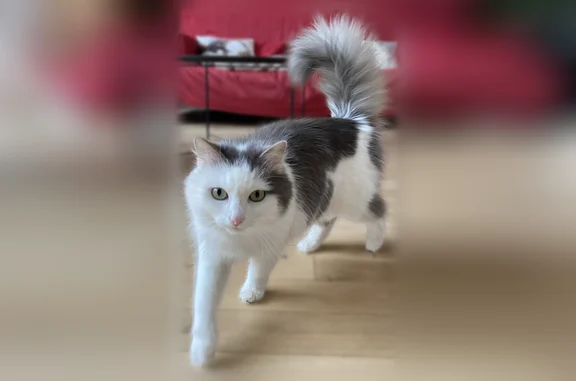 Chat perdu, Cour Carbonnet, 4, Paris - femelle, très peureuse - photo