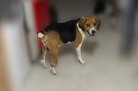 Chien trouvé Paris, photo: Trouvé chien mâle, Paris - avec collier vert