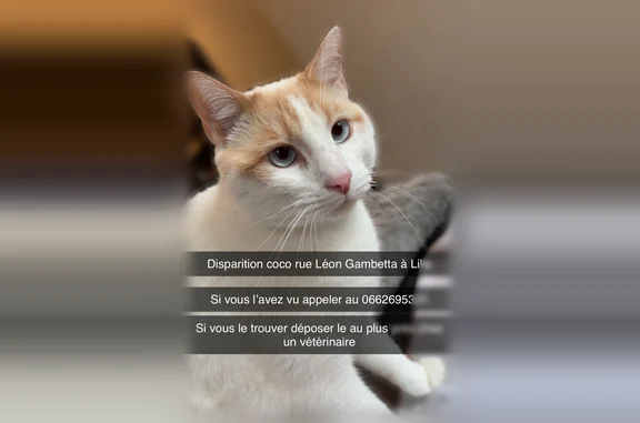 Chat perdu mâle, Rue Léon Gambetta, Lille, Paris - blanc et roux, yeux bleus - photo