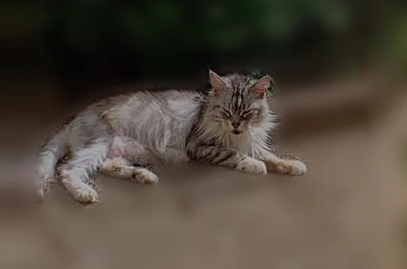 Chat perdu femelle, Avenue Jean Jaurès, 131, Lyon - femelle Maincoon grise et blanche - photo