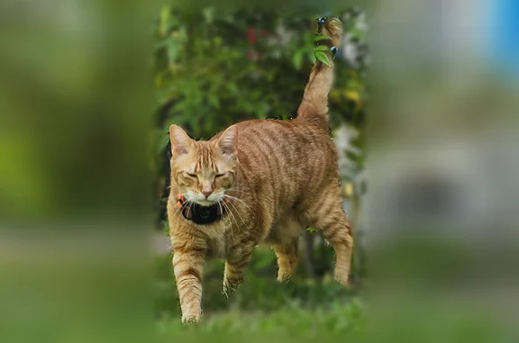 Animaux perdus et trouvés Paris, photo: Chat perdu mâle, Rue Victor Hugo, 22, Noisy-le-Grand, Paris - roux et collier orange