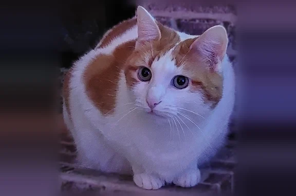 Chat perdu mâle, Résidence le Jardin du Pargo, 8, Vannes - roux et blanc - photo