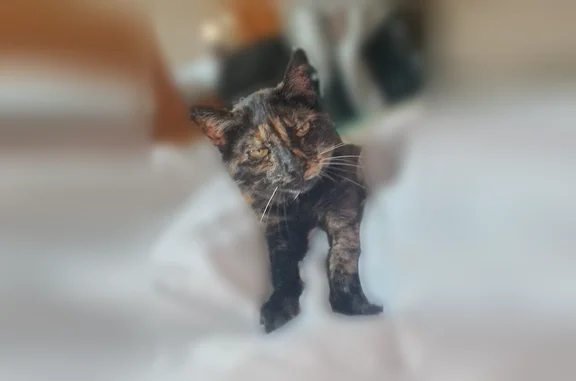 écaille de tortue, timide mais deviens très caline quand elle ne se sens pas en danger. A une oreille coupé et le croit supérieur droit cassé. Je me suis endormi avec mon chat et je me suis reveiller avec ma porte d'entrée entre ouverte.