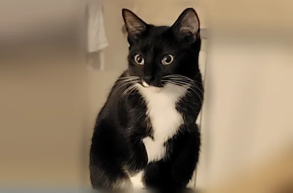 Chat perdu, Rue Kageneck, 17, Strasbourg - femelle, petite chatte noire aux yeux jaunes - photo