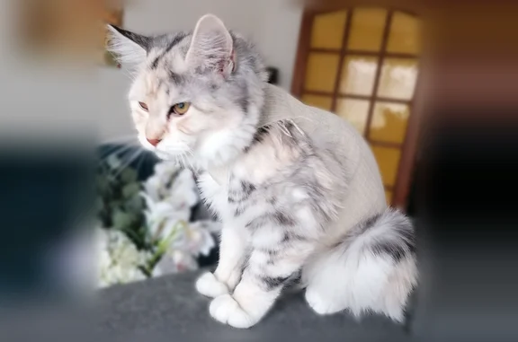 Perdu chat femelle, Rue de la Guillaumière, Saint-Jean-de-la-Ruelle, Paris - croisée maincoon - photo