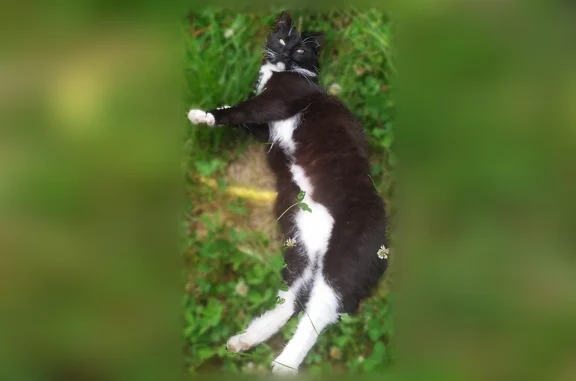 Chat perdu, Satillieu, photo: Chat perdu femelle, Route de Chauvaraud, 95, Satillieu - noire et blanche