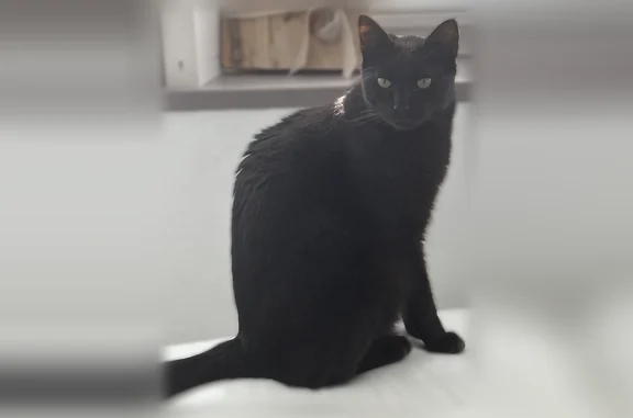 Chat perdu mâle, Rue Maurice Thorez, 44, Sérignan - noir, poil ras - photo