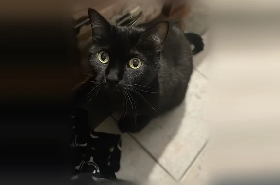 Chat perdu mâle, Rue Hélène Boucher, 140, Miramont-de-Guyenne - chat noir, castré - photo