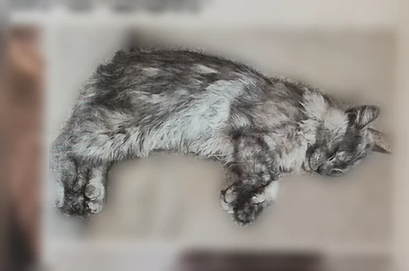 Chat perdu, Route de la Roderie, 53, Bouaye - mâle, poils gris longs - photo