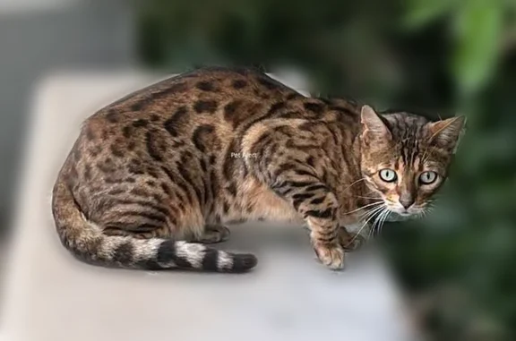 Chat trouvé Paris, photo: Chat trouvé, Caen, Normandie, Paris - Bengal sans collier