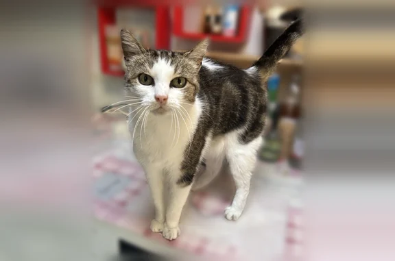 Chat perdu femelle, Chemin de l'Église, 16, Saucats - petit chat tacheté blanc/gris/noir - photo