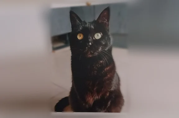 Chat perdu, femelle, Avenue de Courrèges, Yvrac - noire, yeux verts jaune - photo