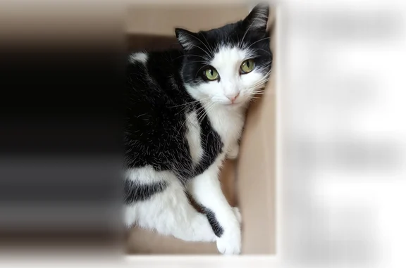 Chat perdu, femelle, Rue du Parc, 17, Paris - difficile à approcher - photo
