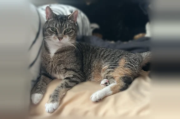 Lost cat, Yale Avenue, 526, Morton - female, white socks on all four paws - photo