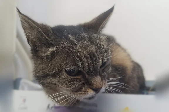 Chat trouvé Sotteville-lès-Rouen, photo: Trouvé chat femelle, Rue Léon Salva, 148, Sotteville-lès-Rouen - tigrée, yeux jaunes