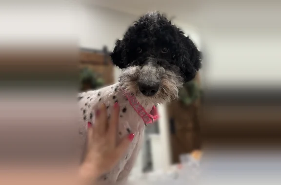 Lost dog, female, Nomoe Road, Arkansas, Richardson - black and white standard poodle, pink collar - photo