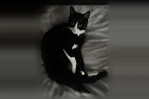 Félix et noir et blanc, grand de taille, pucé et castré