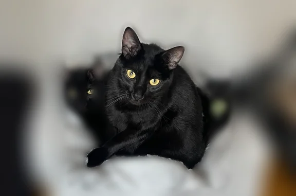 Chat perdu, mâle, Tramoyes, Paris - noir, castré - photo