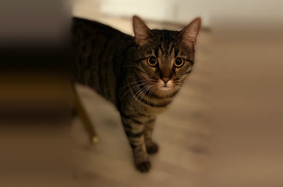 Perdu chat mâle, Place Croix Blanche, 18, Pont-du-Château, Nîmes - très peureux - photo