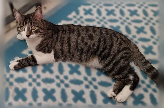 Chat perdu mâle, Sarreguemines, Paris — craintif, castré et pucé - photo