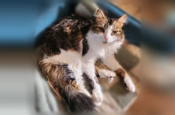 Chat perdu mâle, Rue de la Libération, Éloyes, Nancy - très peureux, identifiable par une puce - photo