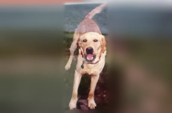 Lost dog, Arlington - yellow lab retriever hunting dog - photo