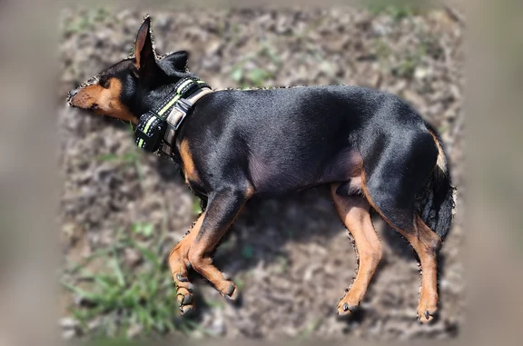 Lost dog, male, Rineyville-Big Springs Road, 1255, Radcliff — black Minpin with rust markings - photo