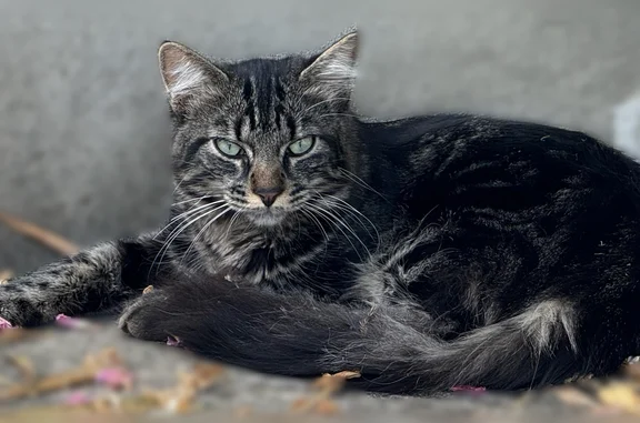 Chat perdu, Gelos, photo: Chat perdu mâle, Avenue du Maquis, Gelos, Gelos - poils longs