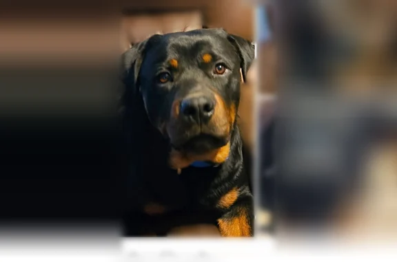 Lost dog, County Road 211, Arkansas, Tulsa - male rottweiler with a blue collar - photo
