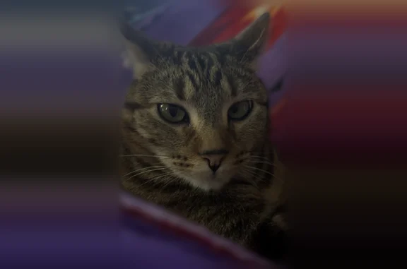 Lost cat, Ridgecrest Road, 2514, Bryant - female, very shy - photo
