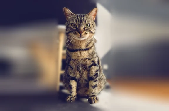 Chat perdu, Rue de Lucenay, 34, Les Mureaux, mâle - photo